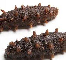 Fresh Sea Cucumber