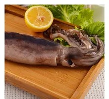 Squid