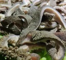 Half-price Lamb Offal