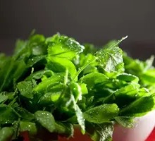 Pea Shoots