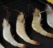 Large Green Shrimp