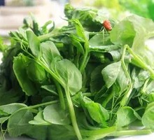 Pea Shoots