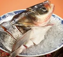 Freshly Killed Fish Head