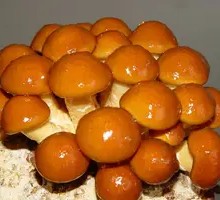 Slippery Mushroom
