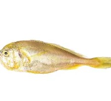 Yellow Croaker