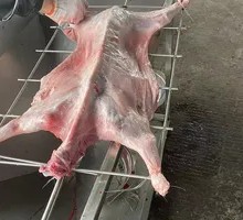Freshly Slaughtered Lamb