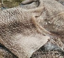 Fresh Tripe