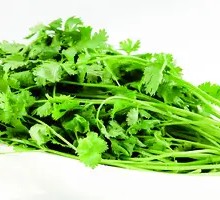 Cilantro