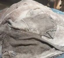 Fresh Beef Tripe from the Slaughterhouse