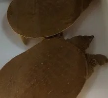 Huangchuan Ecological Turtle