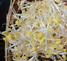 Well Water Bean Sprouts