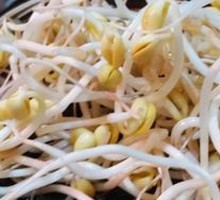 Well Water Bean Sprouts