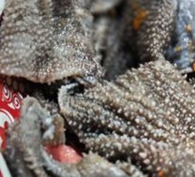 Fresh Tripe