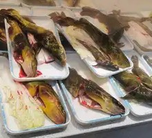 Freshly Caught Yellow Catfish