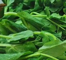 Pea Shoots