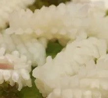 Country-style Preserved Pork Rib