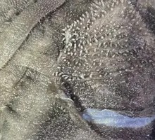 Loss-Leader Butcher's Fresh Tripe