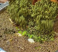 Signature Green Pepper Flavor