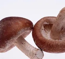 Shiitake Mushroom