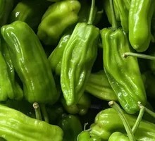 Thin-skinned Green Pepper