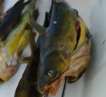Freshly Caught Yellow Catfish