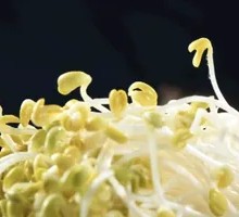 Well Water Bean Sprouts